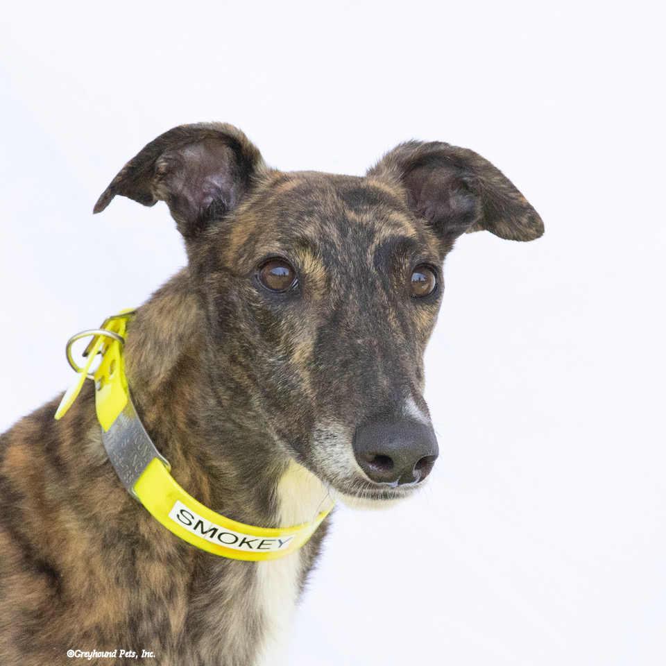 Enlarge Smokey, a Adopted Greyhound in Woodinville, WA image 3/3