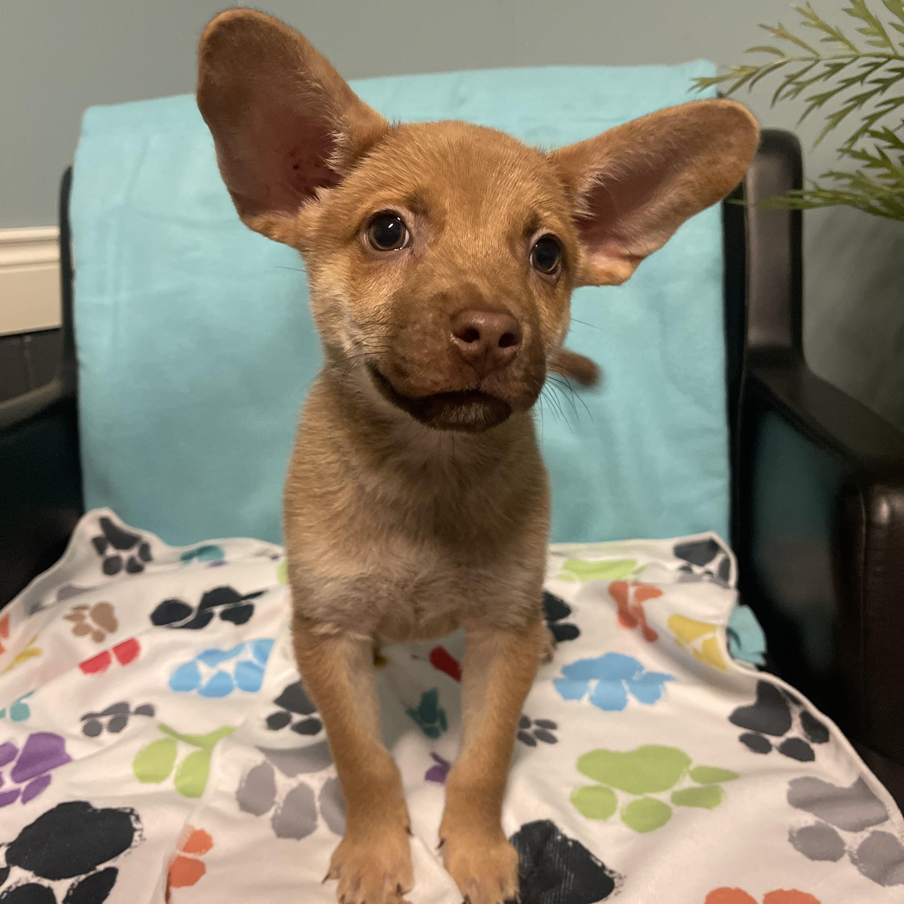 Enlarge Nugget , an adopted Terrier in Loogootee, IN image 1/2