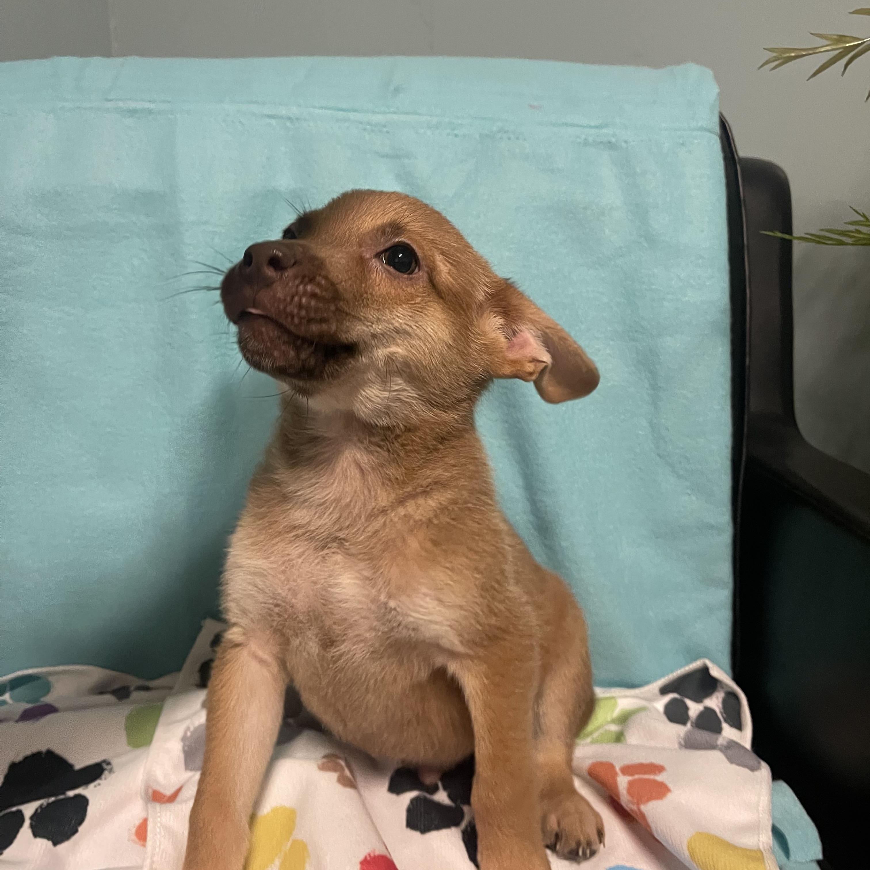 Enlarge Nugget , an adopted Terrier in Loogootee, IN image 2/2