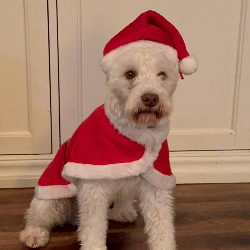 Alaska, Adoptable, Adult Male Poodle & Schnauzer.