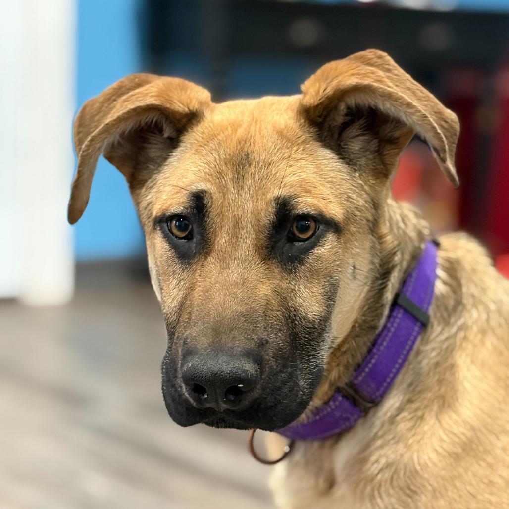 Dijon, Adoptable, Young Male Mixed Breed.