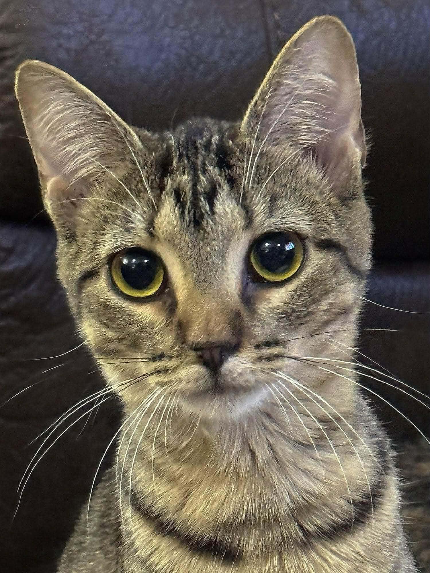 Enlarge Felicity, an adoptable Domestic Short Hair in Sioux Falls, SD image 5/5