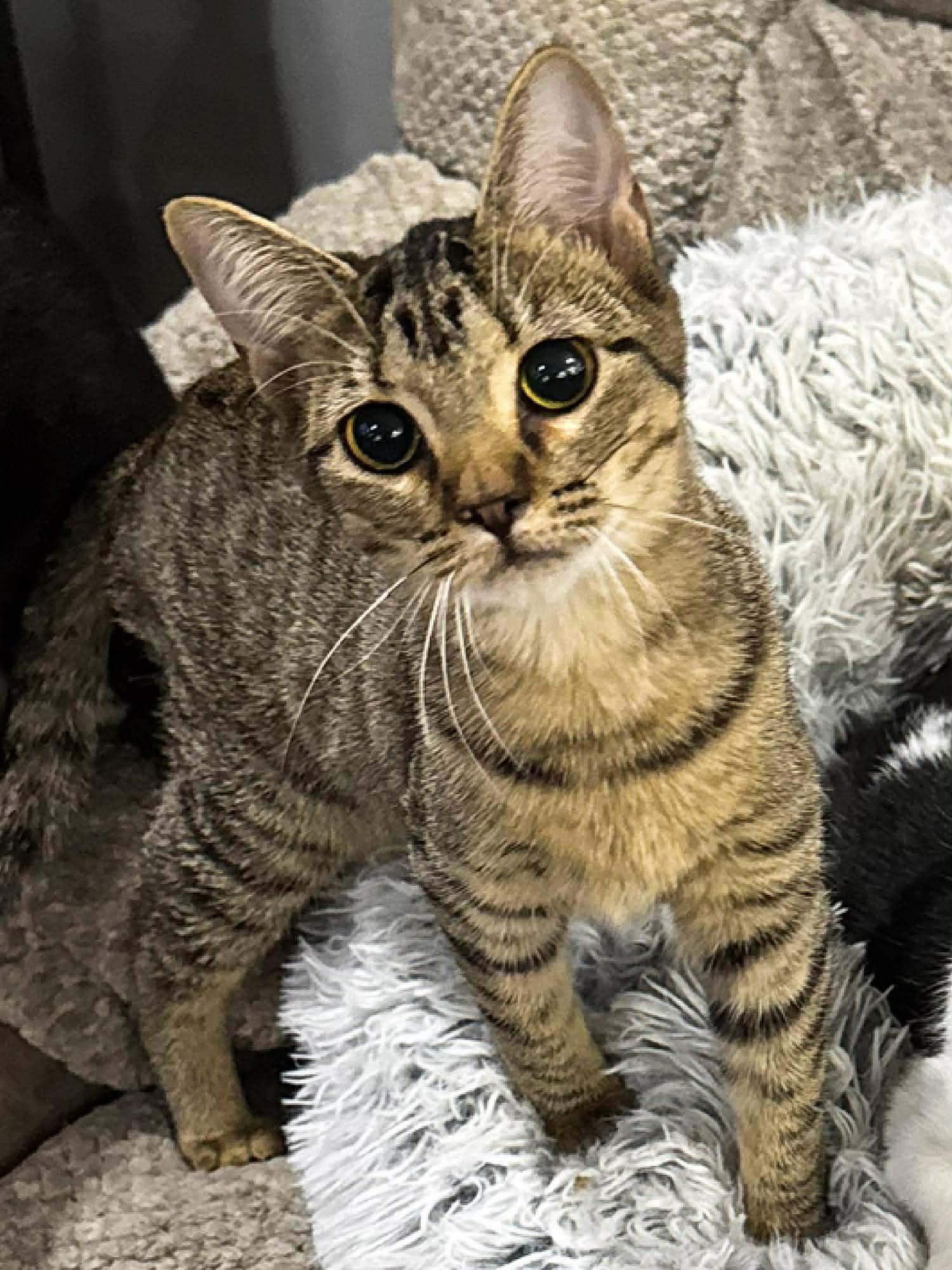 Enlarge Felicity, an adoptable Domestic Short Hair in Sioux Falls, SD image 3/5