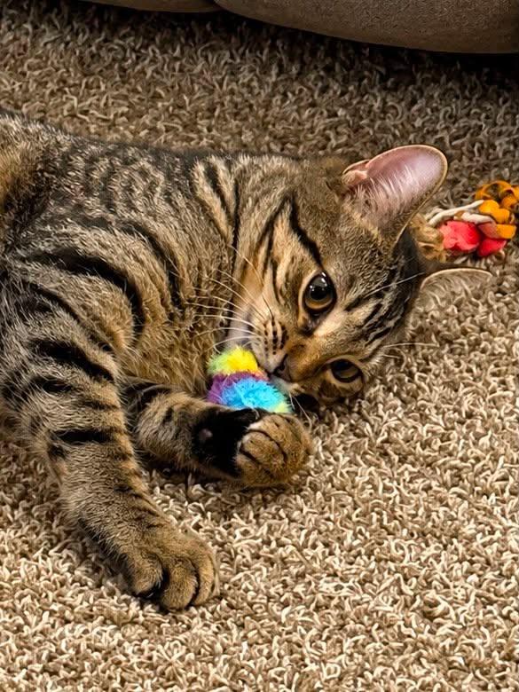 Enlarge Felicity, an adoptable Domestic Short Hair in Sioux Falls, SD image 2/5
