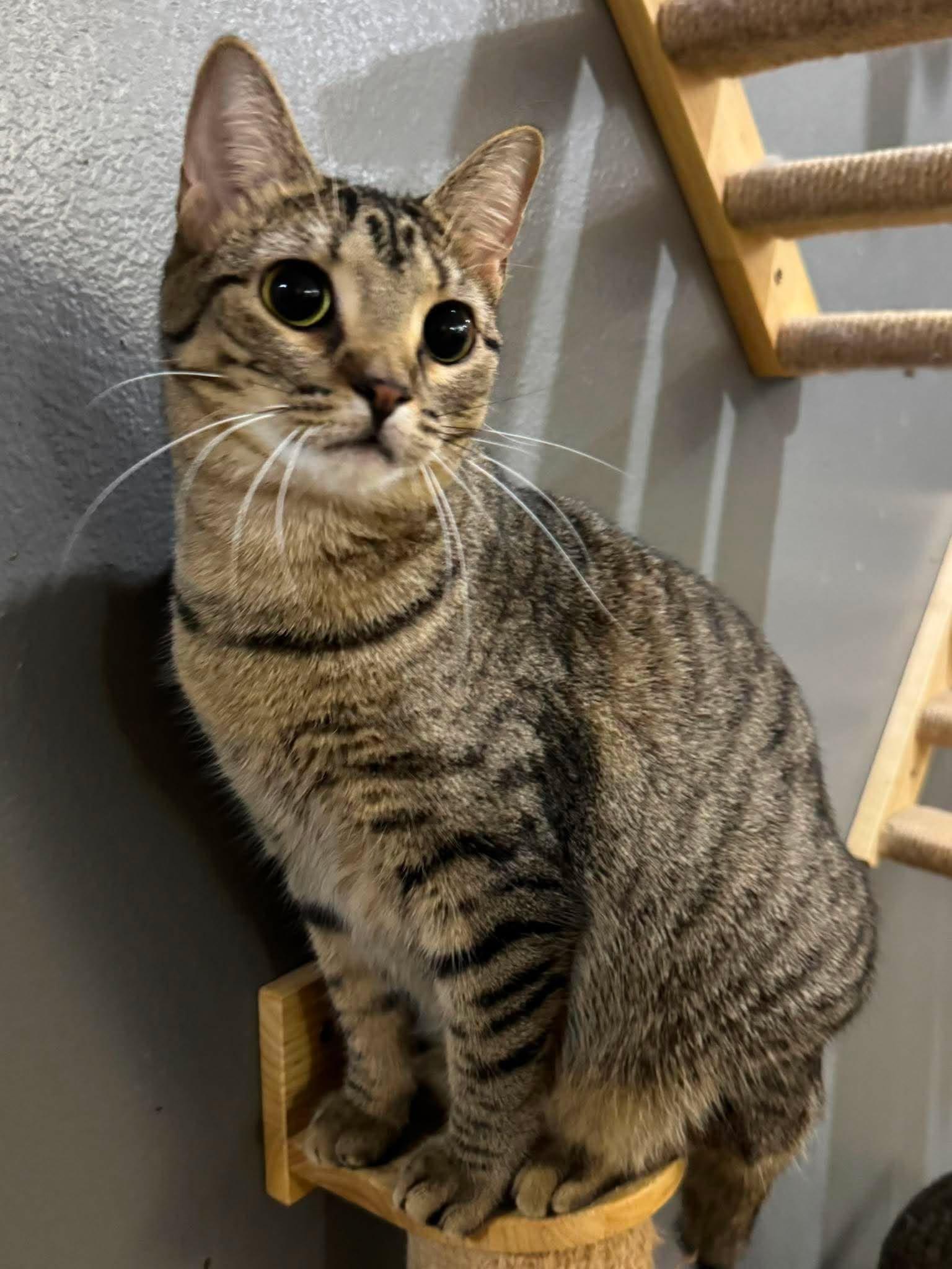 Felicity, adoptable, Young Female Domestic Short Hair.