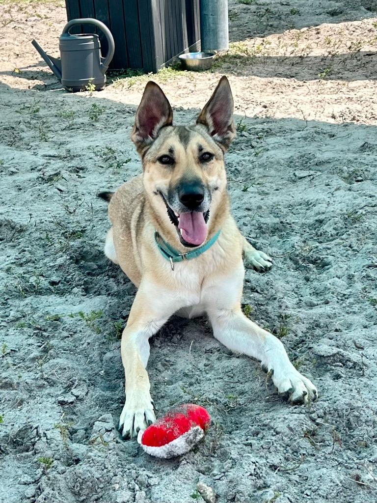 Haflinger (Mercy), Adoptable, Young Female Shepherd & Mixed Breed.
