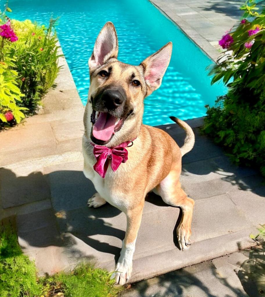 Haflinger (Mercy), Adoptable, Adult Female Shepherd & Mixed Breed.