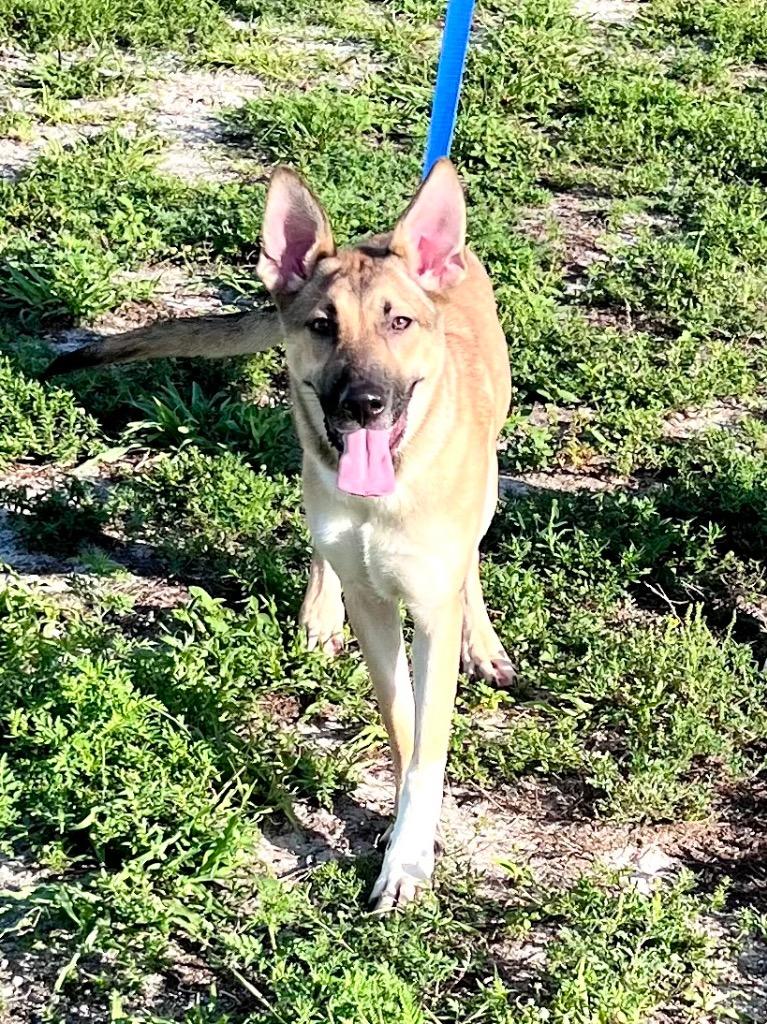 Enlarge Haflinger (Mercy), a Adoptable mixed breed in Cape Coral, FL image 2/4