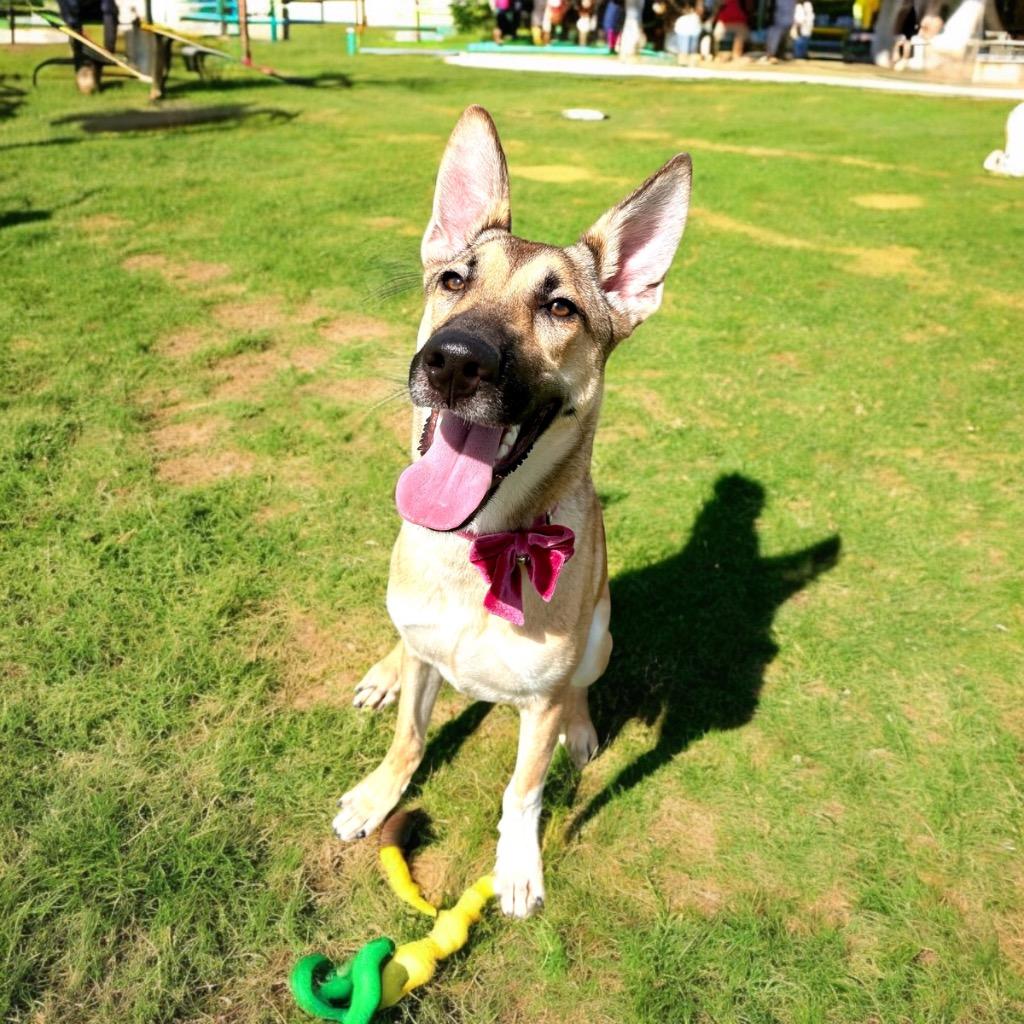 Enlarge Haflinger (Mercy), a Adoptable mixed breed in Cape Coral, FL image 3/4
