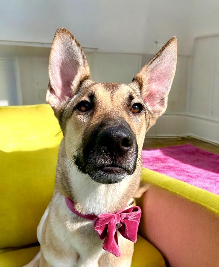 Enlarge Haflinger (Mercy), a Adoptable mixed breed in Cape Coral, FL image 4/4