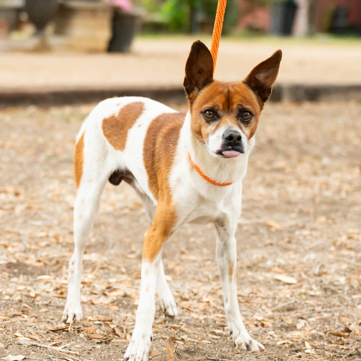 Chato, adopted, Adult Male Rat Terrier.