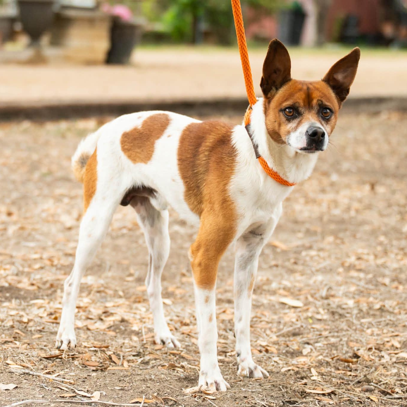 Enlarge Chato, an adopted mixed breed in Williston, VT image 2/3