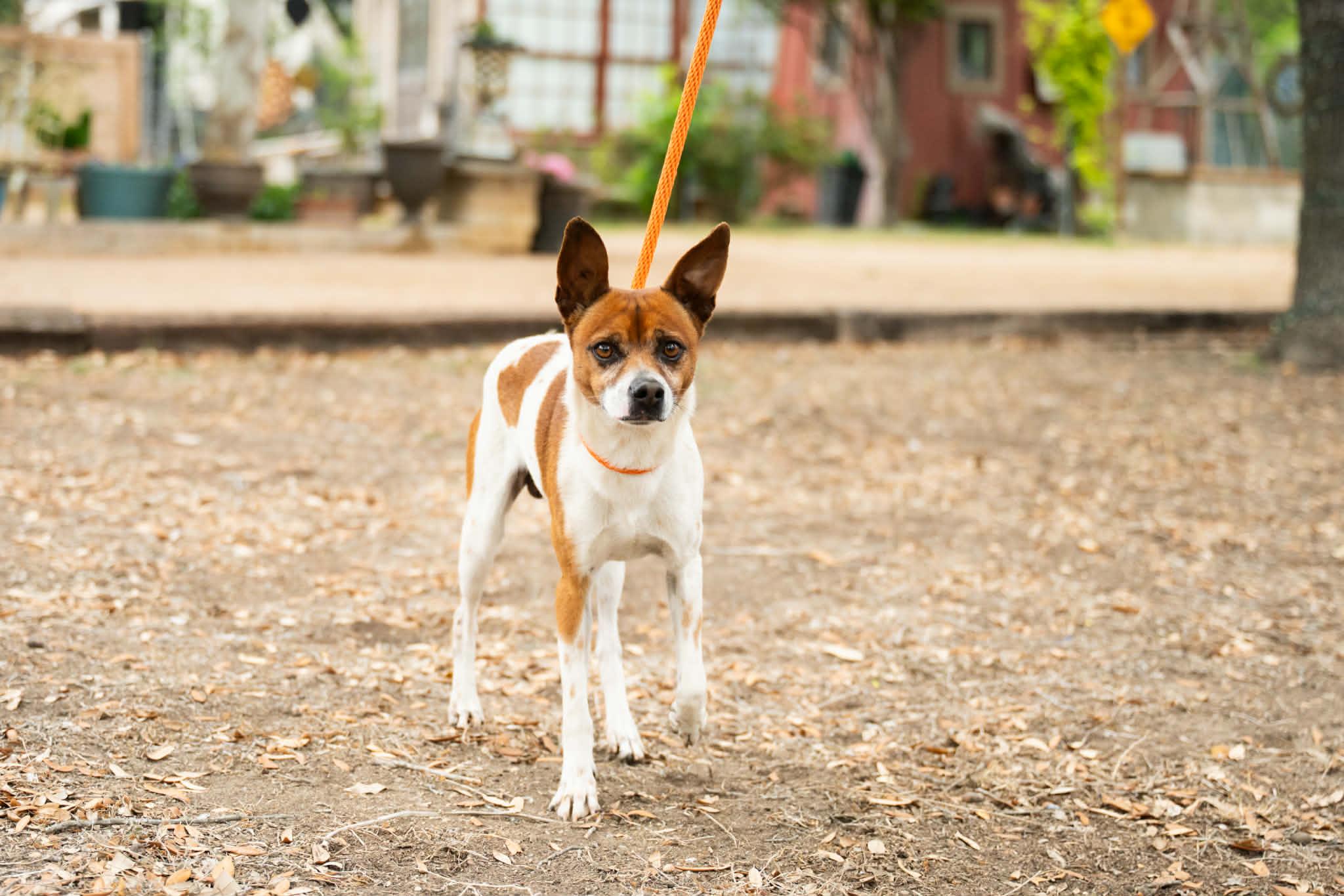 Enlarge Chato, an adopted mixed breed in Williston, VT image 3/3
