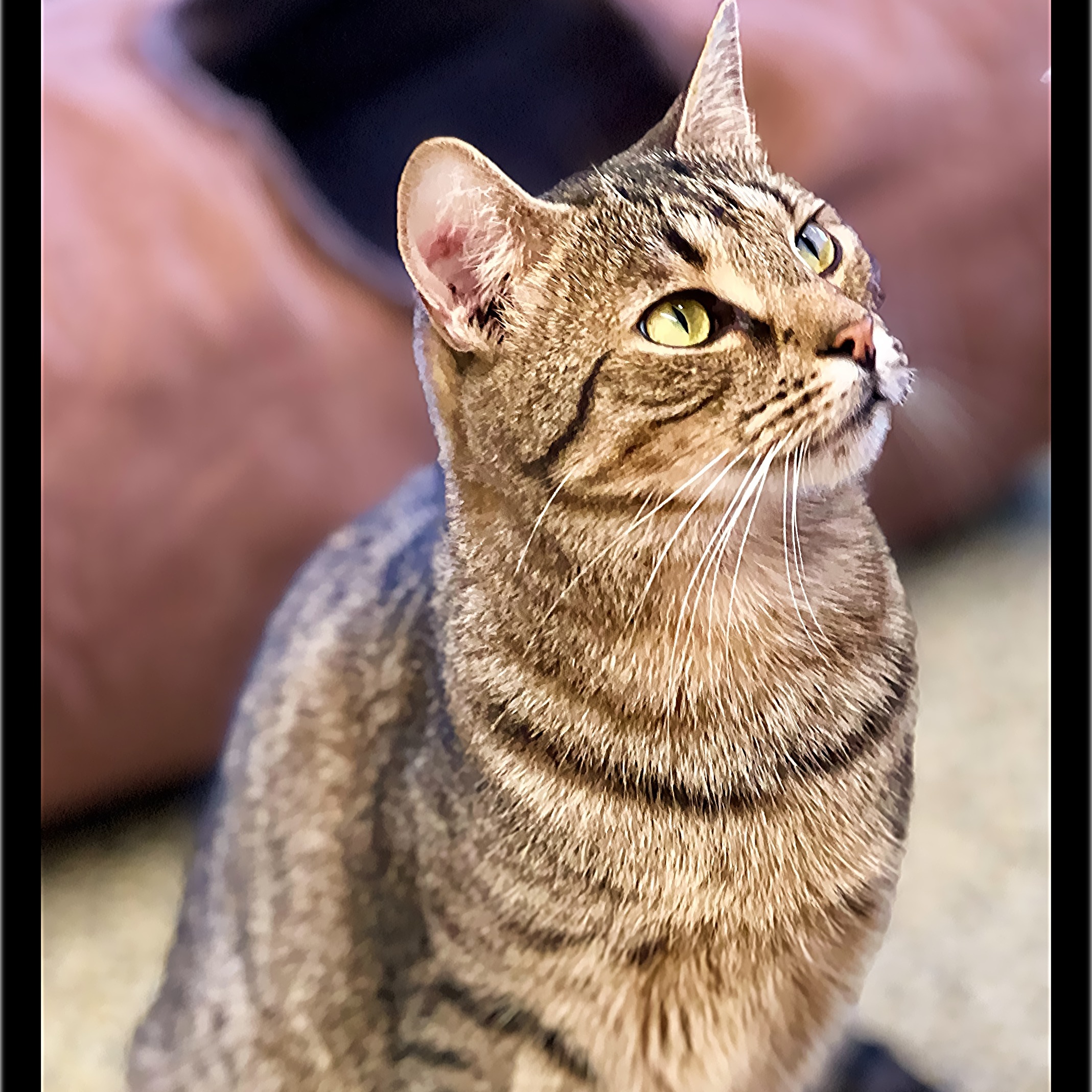 Violet, a Adoptable mixed breed in Sautee Nacoochee, GA image 1/6