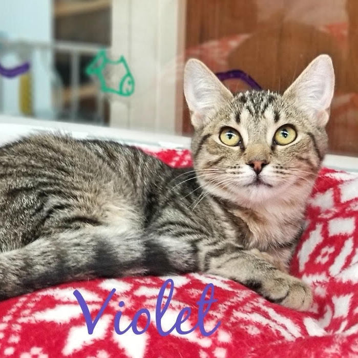 Violet, a Adoptable mixed breed in Sautee Nacoochee, GA image 5/6