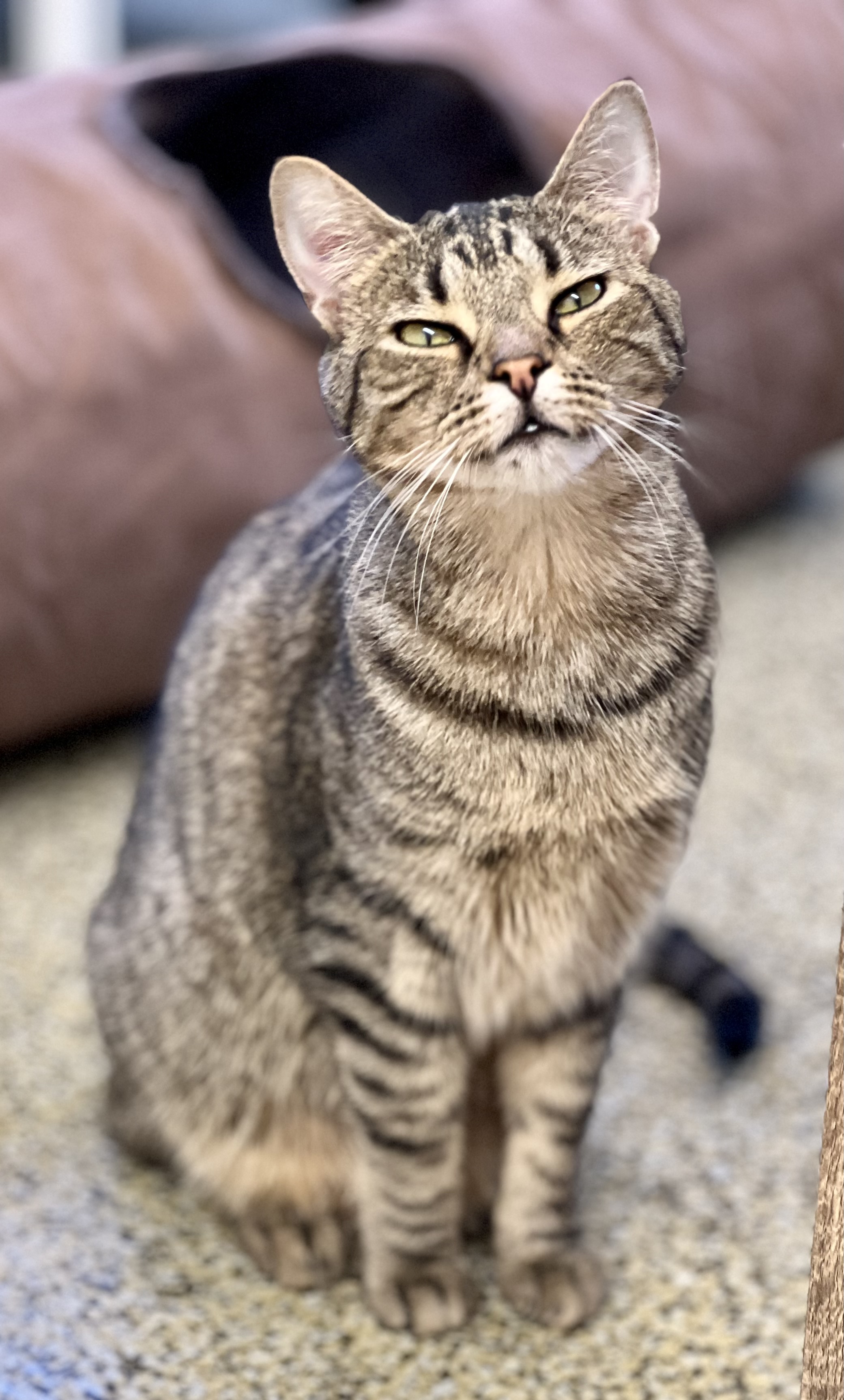 Violet, a Adoptable mixed breed in Sautee Nacoochee, GA image 6/6