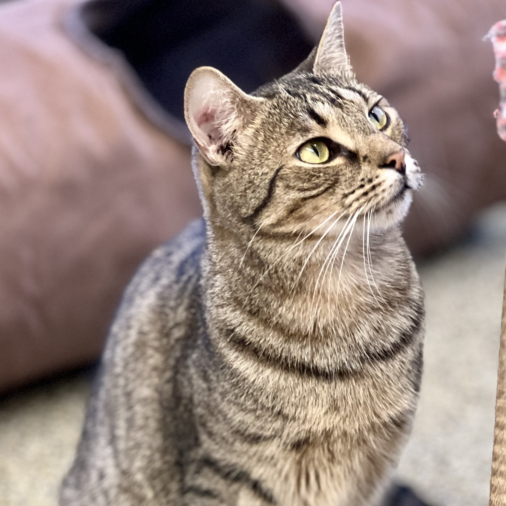 Violet, a Adoptable mixed breed in Sautee Nacoochee, GA image 4/6