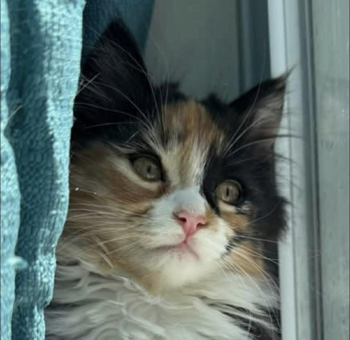 Enlarge Charlotte and Frog, a ADOPTABLE mixed breed in Chelsea, VT image 1/3