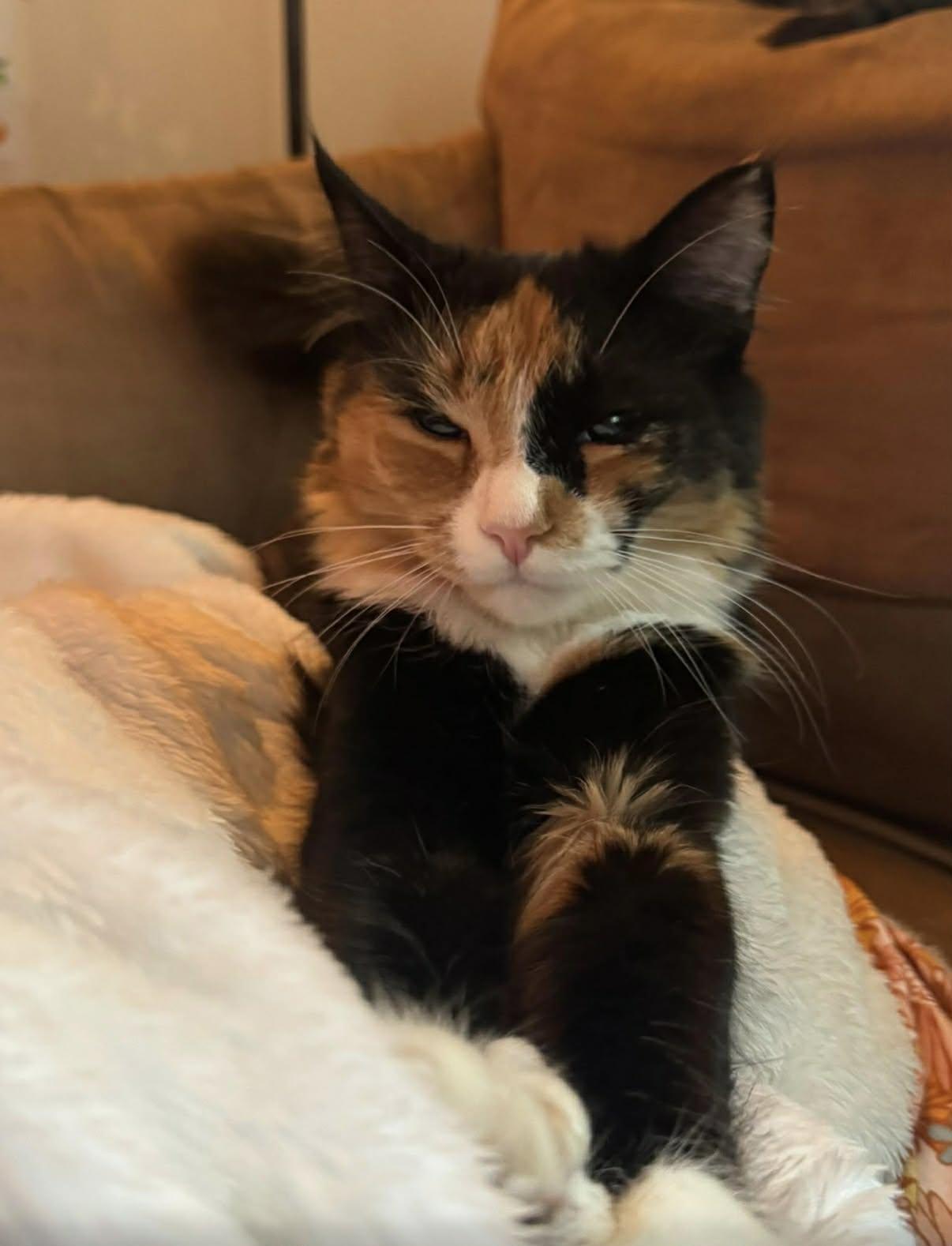 Enlarge Charlotte and Frog, a ADOPTABLE mixed breed in Chelsea, VT image 2/3