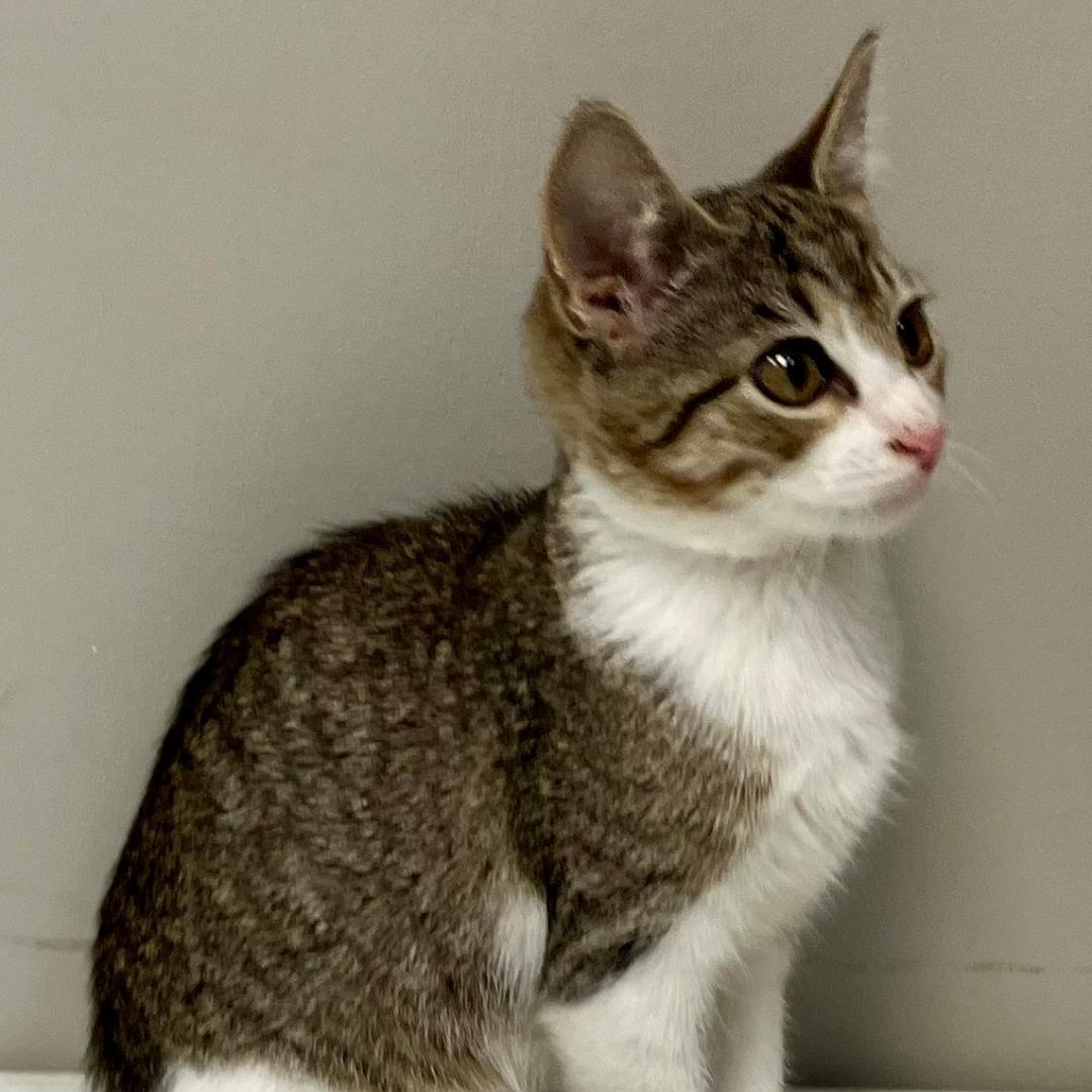 Flower, a Adoptable Domestic Short Hair in Gastonia, NC image 2/2