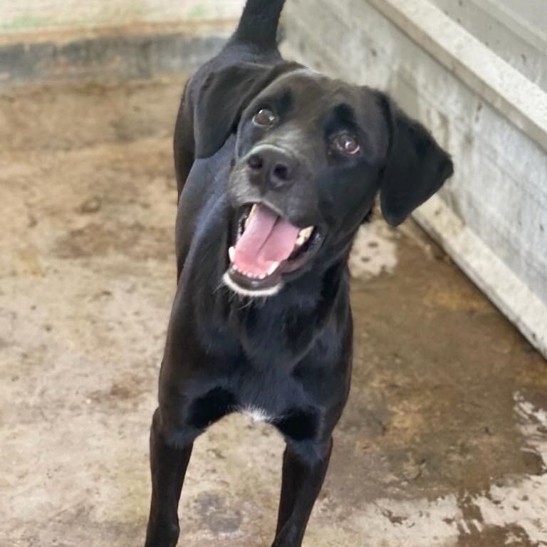 Enlarge Falcon, a Adoptable mixed breed in San Juan, PR image 1/3