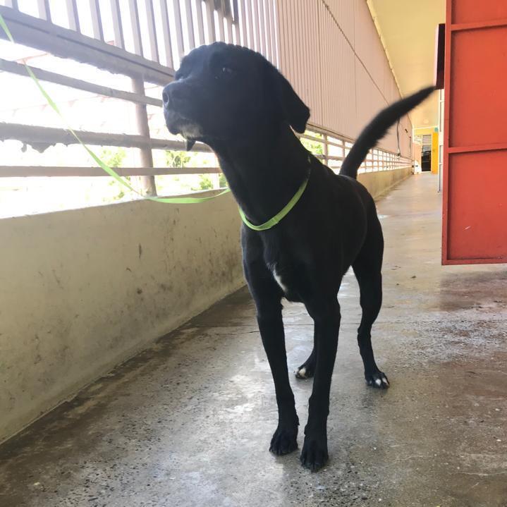 Enlarge Falcon, a Adoptable mixed breed in San Juan, PR image 2/3