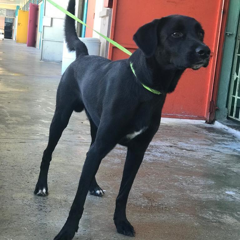 Enlarge Falcon, a Adoptable mixed breed in San Juan, PR image 3/3