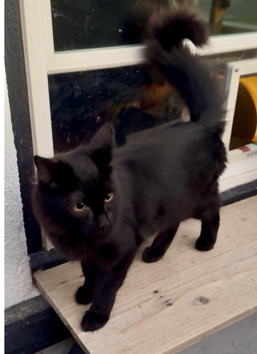 Marie, Adoptable, Young Female Domestic Medium Hair.