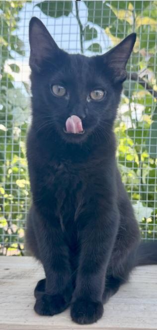 Marie, a Adoptable Domestic Medium Hair in Scottsdale, AZ image 1/4