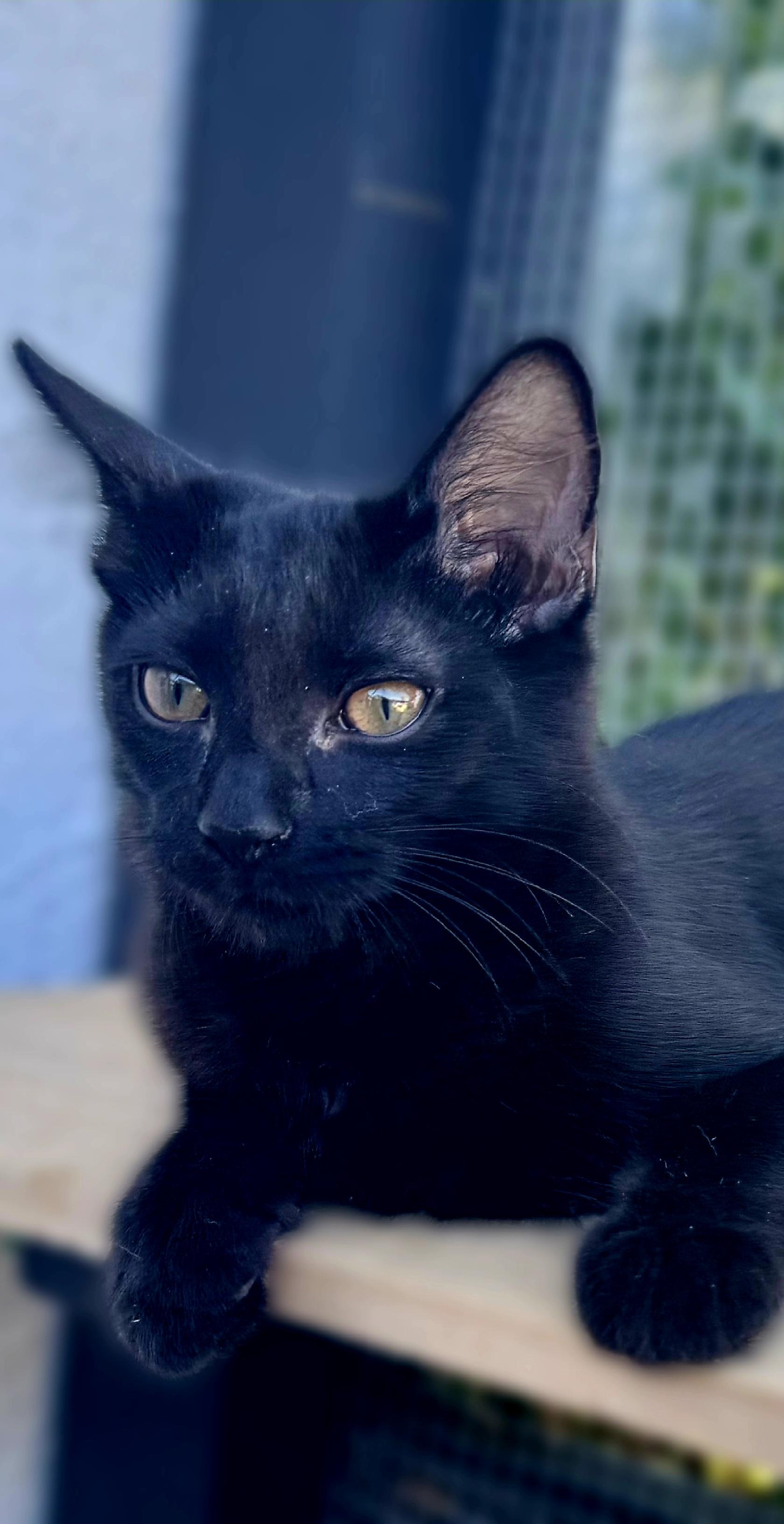 Marie, a Adoptable Domestic Medium Hair in Scottsdale, AZ image 2/4