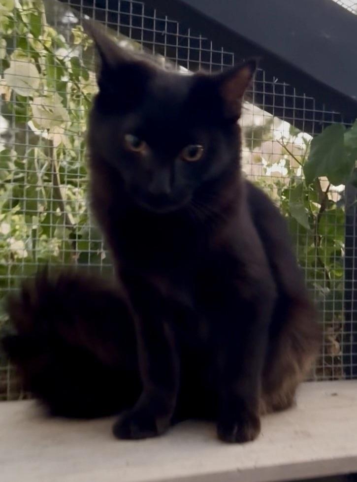 Enlarge Marie, a Adoptable Domestic Medium Hair in Scottsdale, AZ image 2/5