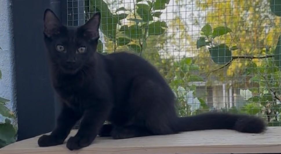 Marie, a Adoptable Domestic Medium Hair in Scottsdale, AZ image 3/4