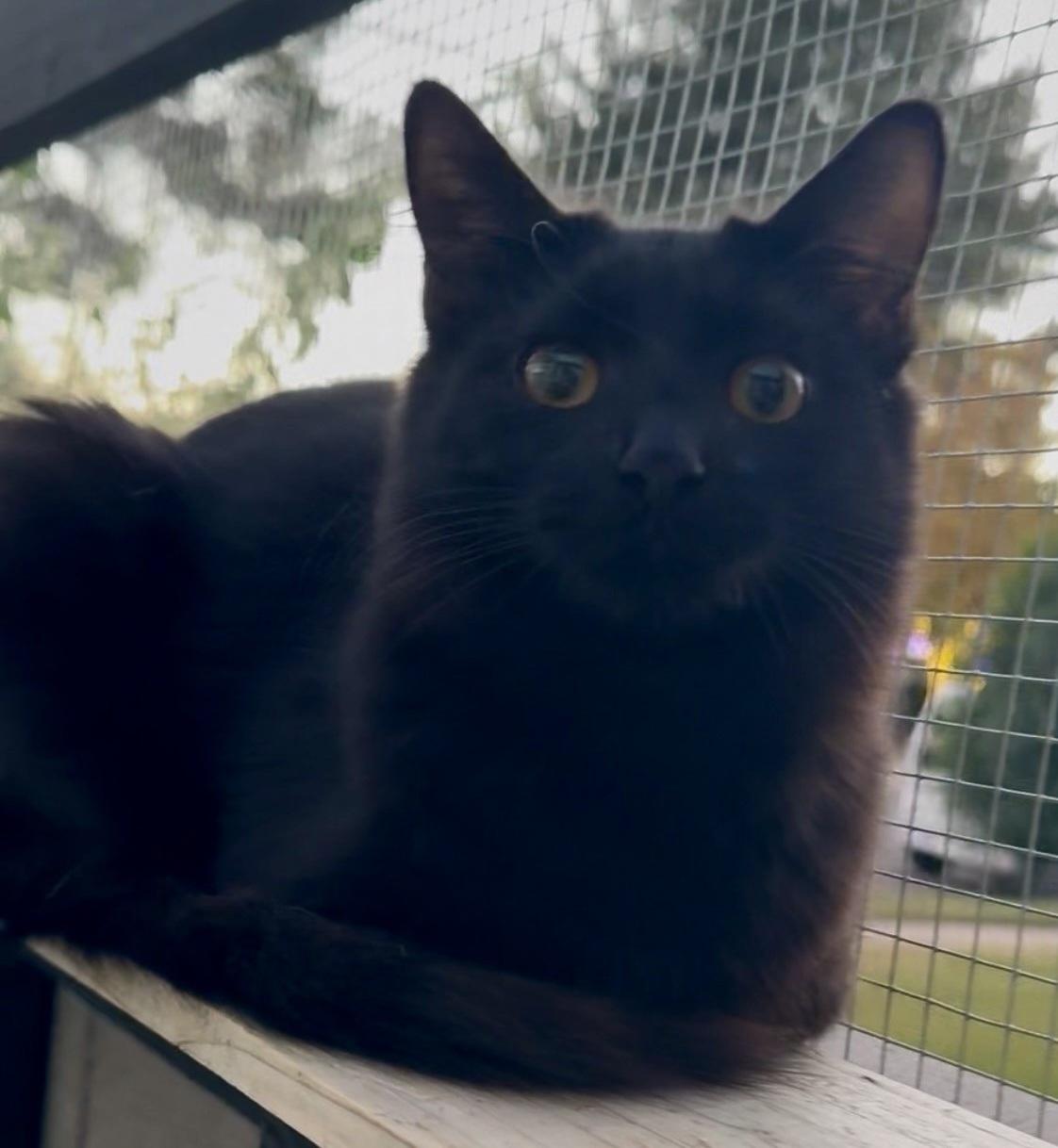 Enlarge Marie, a Adoptable Domestic Medium Hair in Scottsdale, AZ image 3/5