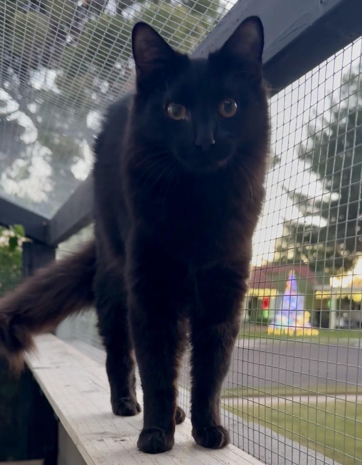 Enlarge Marie, a Adoptable Domestic Medium Hair in Scottsdale, AZ image 4/5