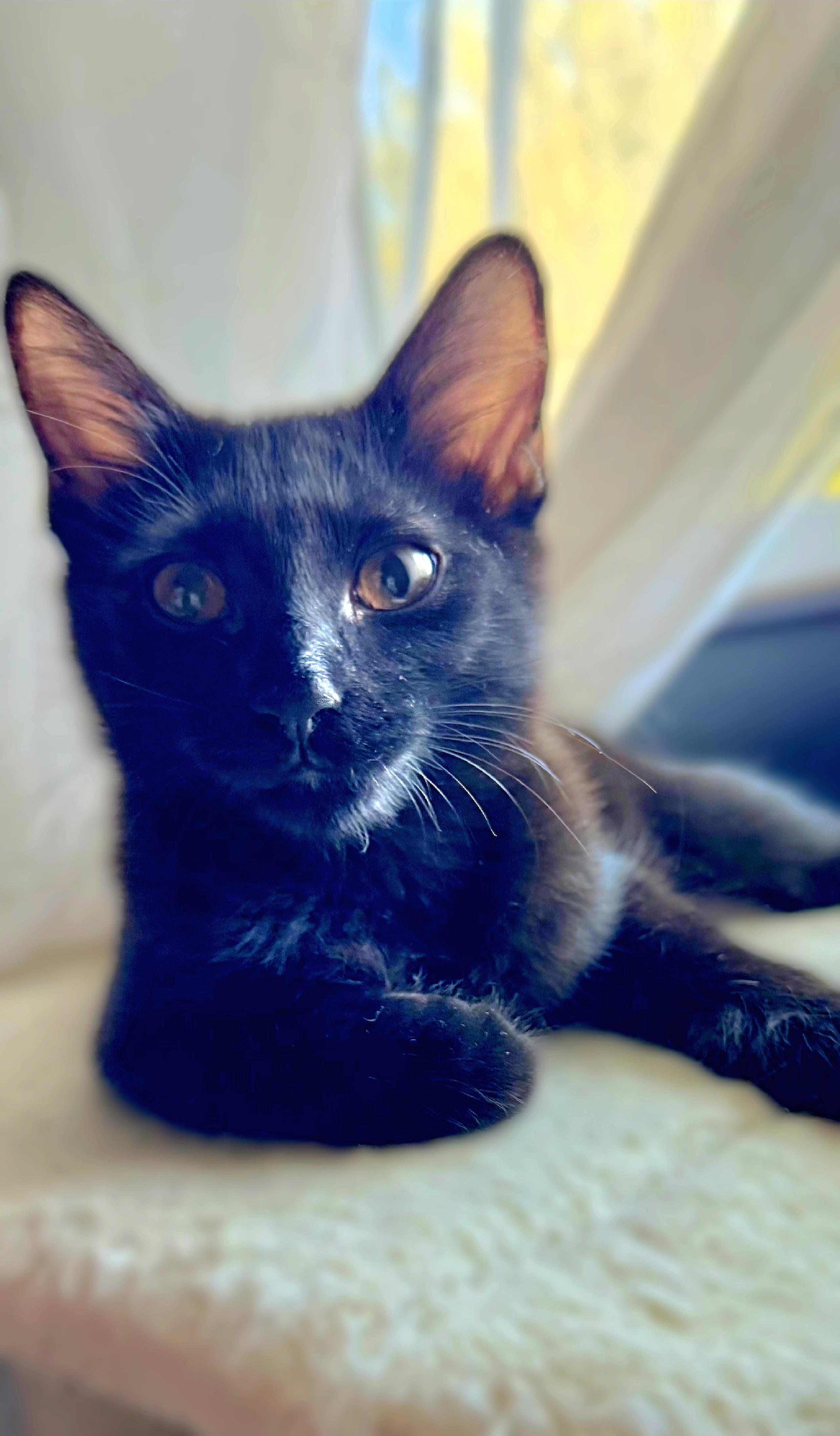 Enlarge Marie, a Adoptable Domestic Medium Hair in Scottsdale, AZ image 5/5