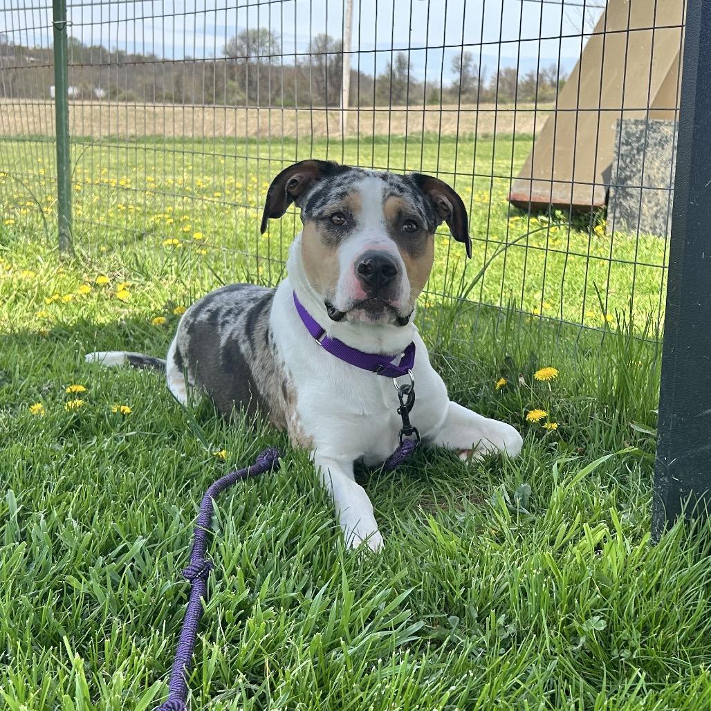Enlarge McCoy, a Adoptable Australian Shepherd in Uniontown, PA image 3/4