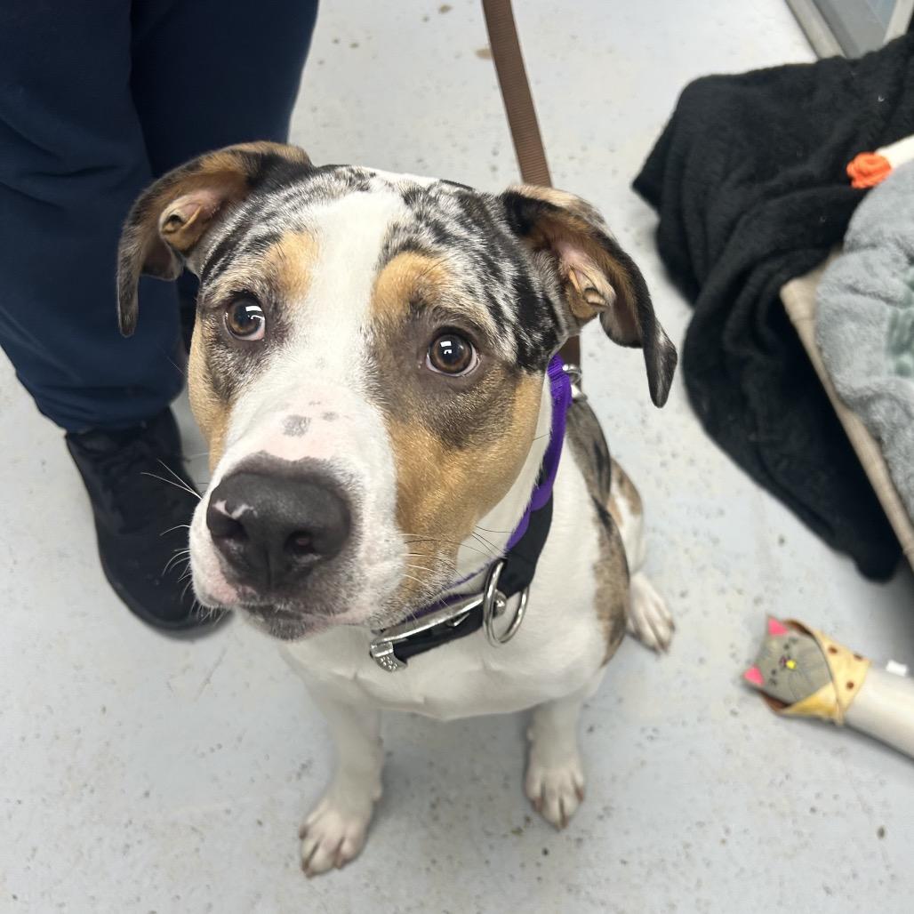 Enlarge McCoy, a Adoptable Australian Shepherd in Uniontown, PA image 4/4
