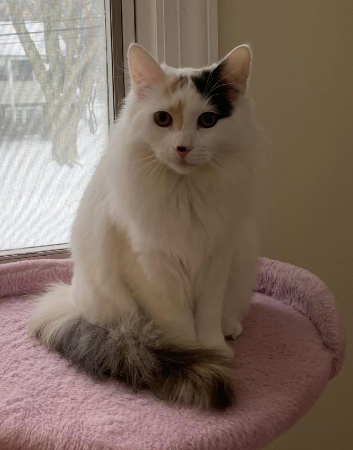 Enlarge Chip & Bean, a Adoptable mixed breed in Allentown, NJ image 3/5