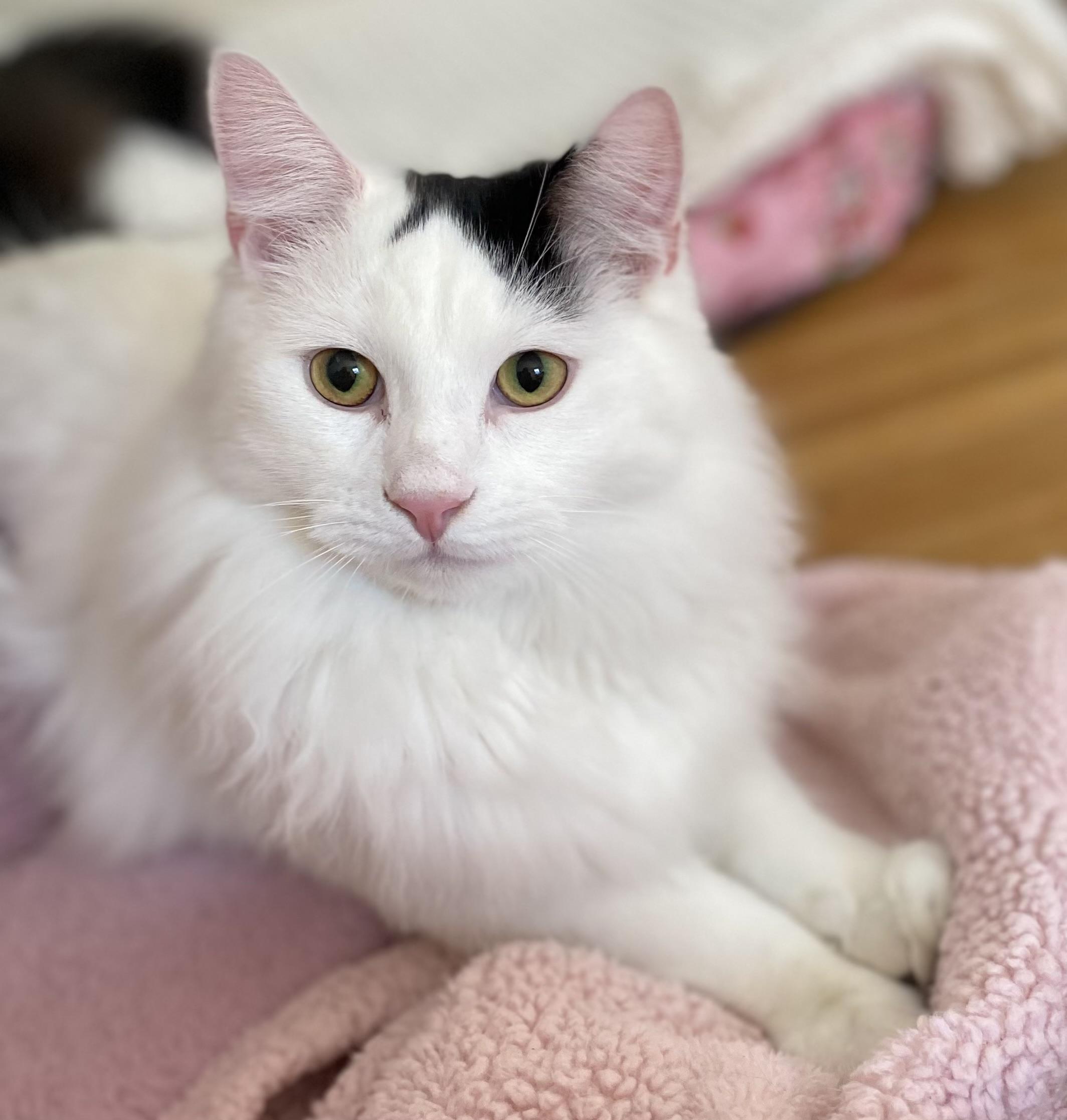 Enlarge Chip & Bean, a Adoptable mixed breed in Allentown, NJ image 2/5