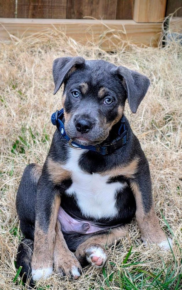 25-119 Ravioli, Adoptable, Puppy Male Australian Cattle Dog / Blue Heeler & Mixed Breed.