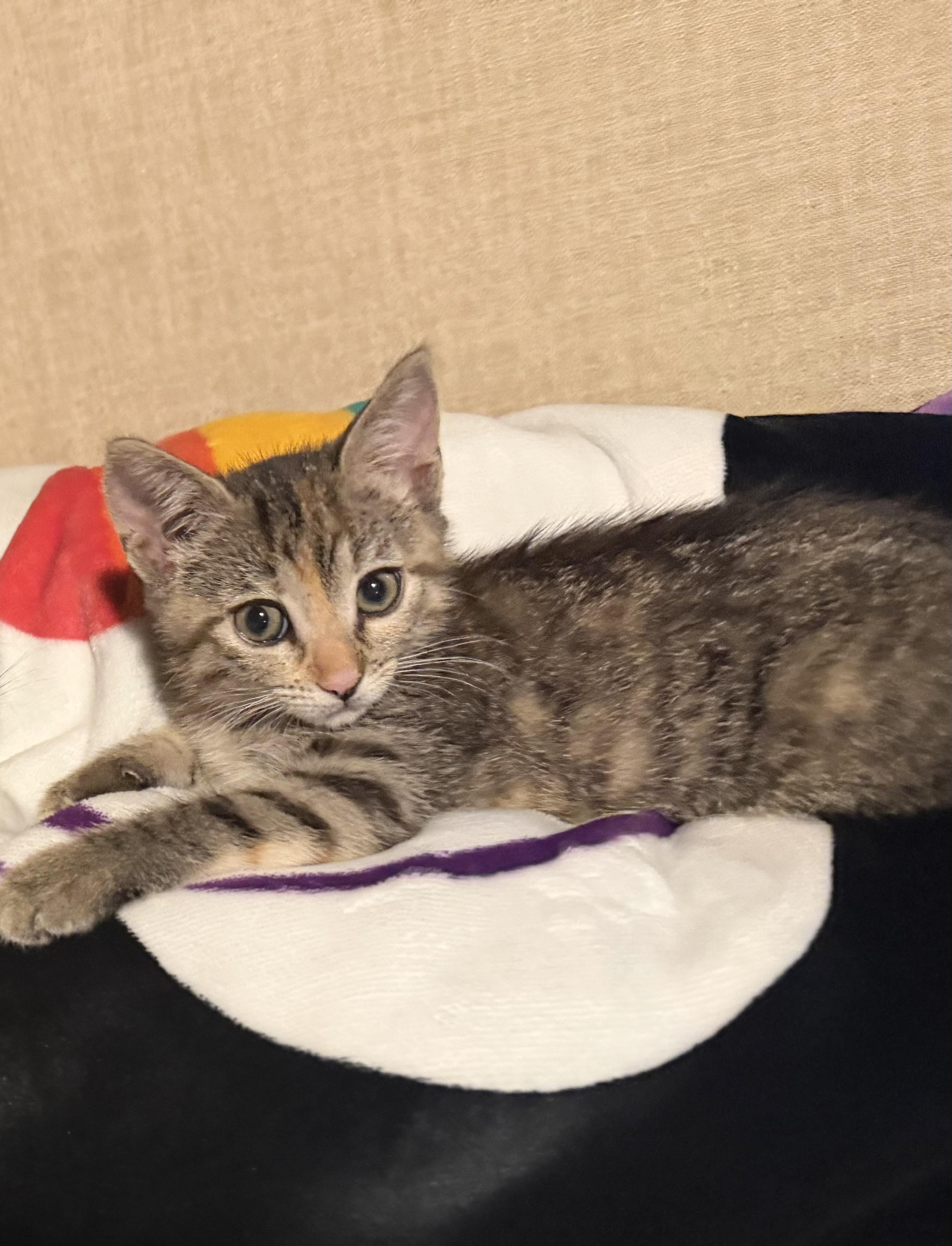Ginger, adoptable, Kitten Female Domestic Short Hair.