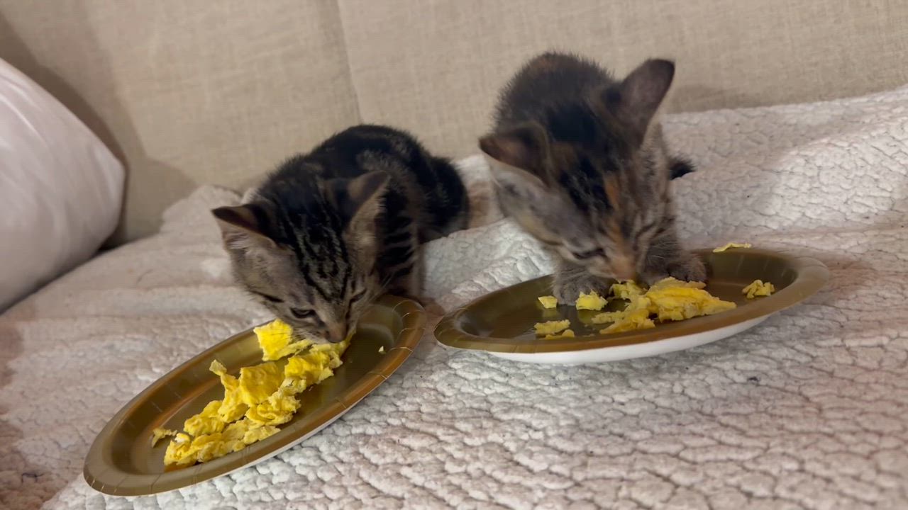 Enlarge Ginger, an adoptable Domestic Short Hair in Maitland, FL video 2/3