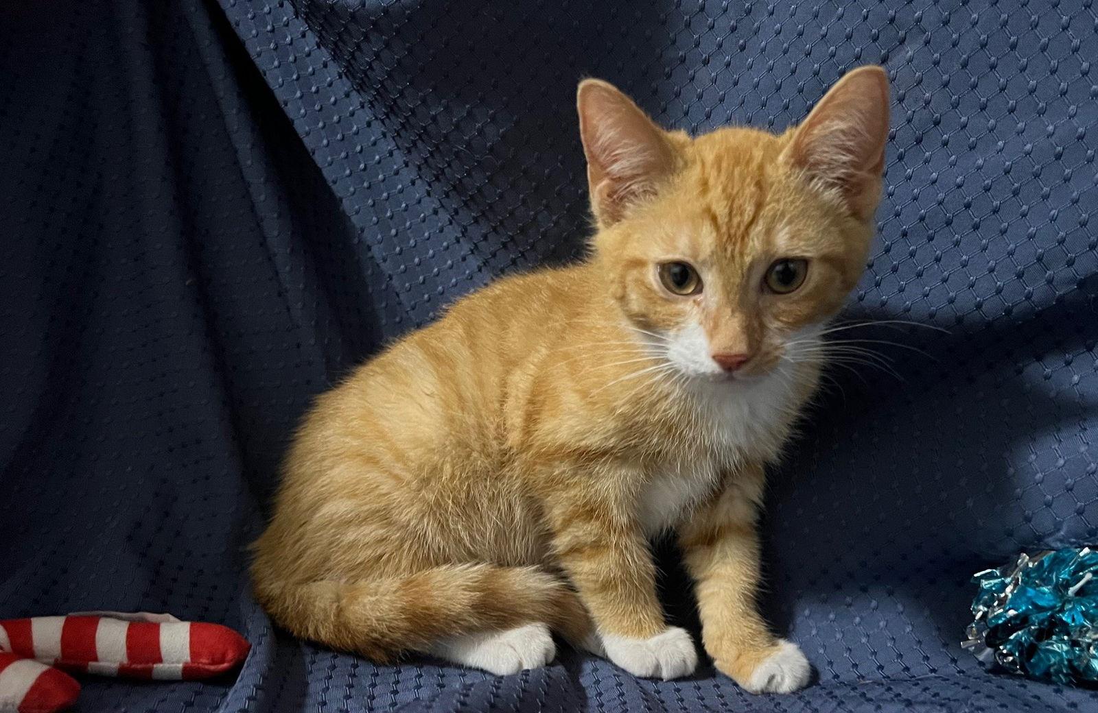 Enlarge Jasper, a Adoptable mixed breed in Fayetteville, GA image 2/2