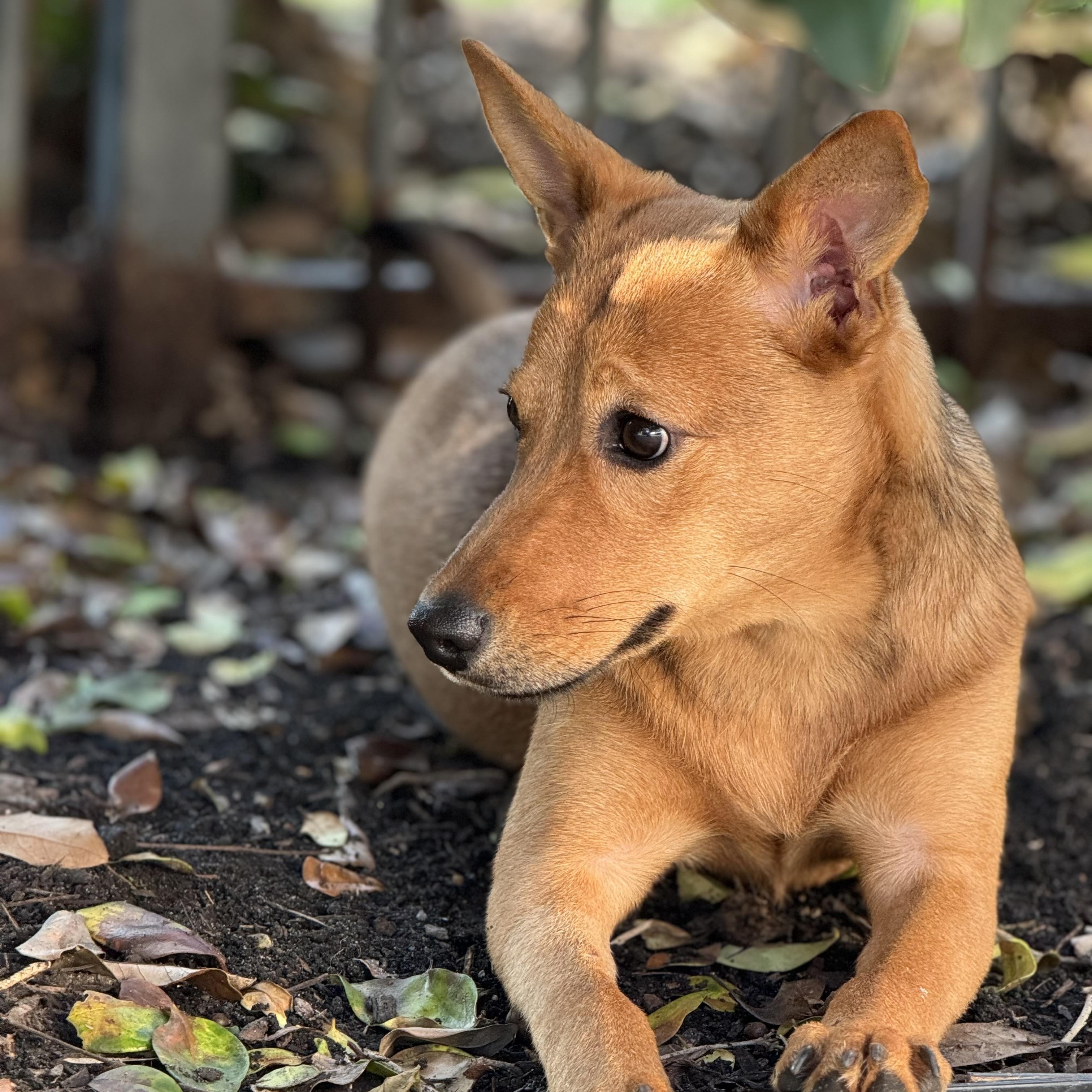 Shiloh, an adoptable Basenji, Shepherd in West Dundee, IL, 60118 | Photo Image 1