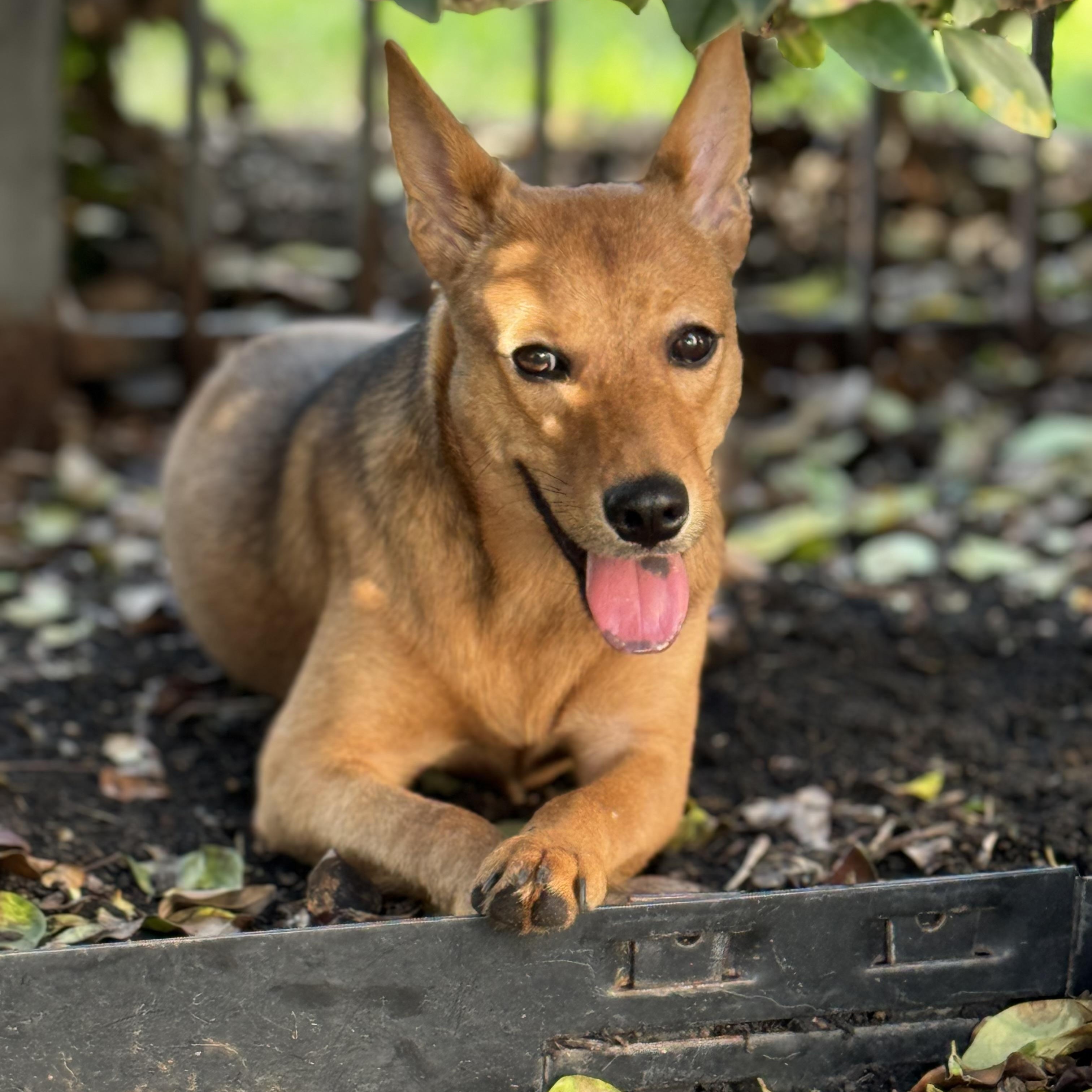 Shiloh, an adoptable Basenji, Shepherd in West Dundee, IL, 60118 | Photo Image 2