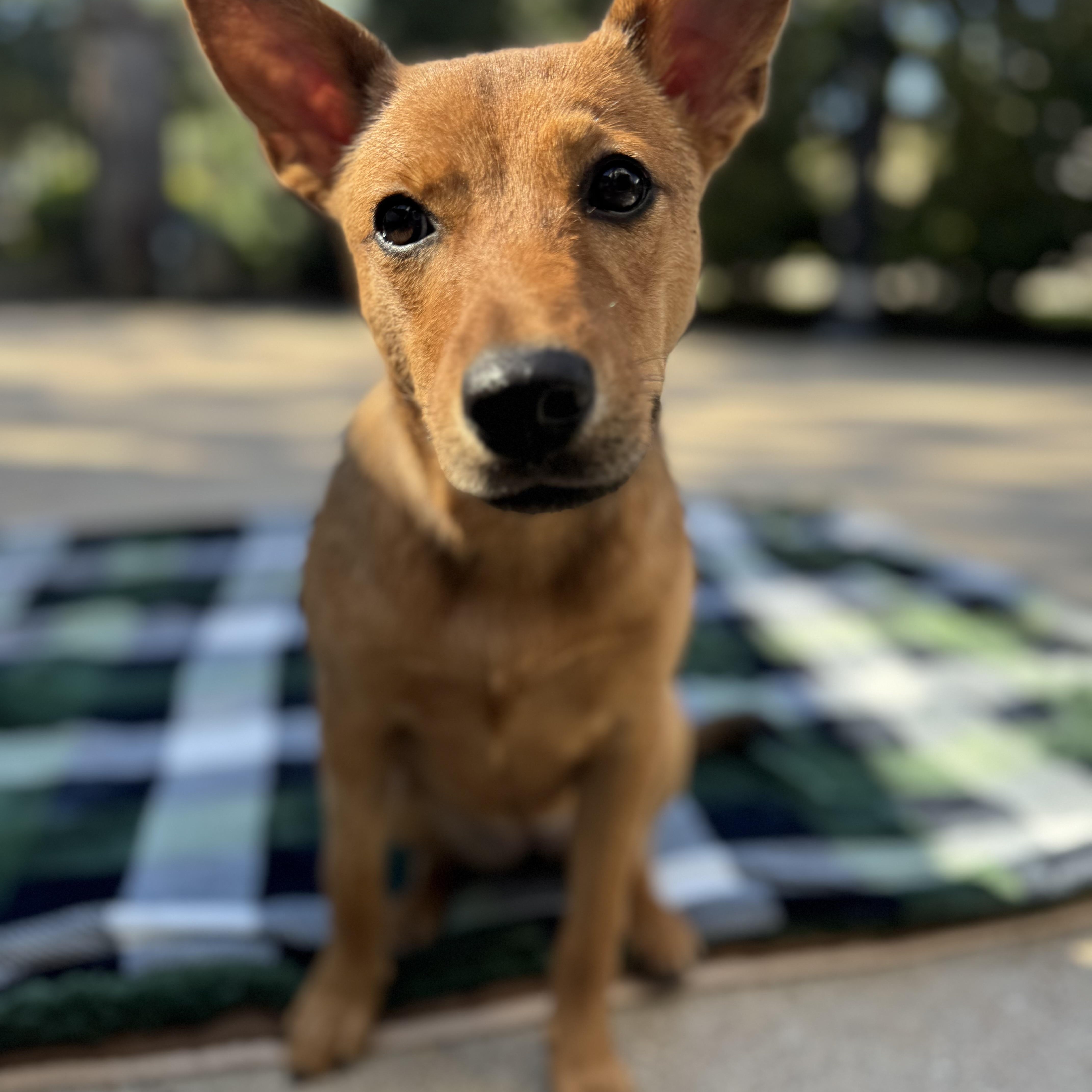 Shiloh, an adoptable Basenji, Shepherd in West Dundee, IL, 60118 | Photo Image 3