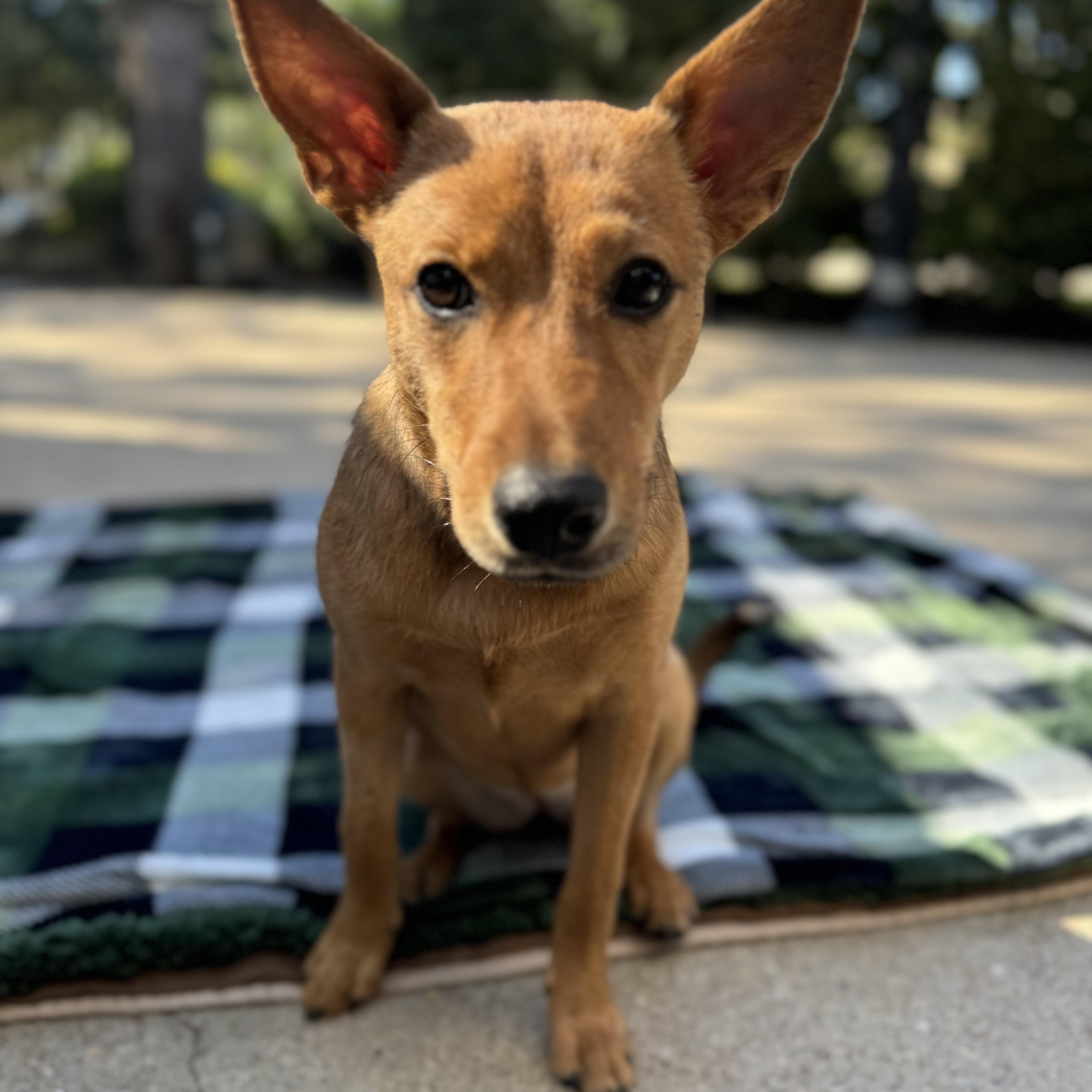 Shiloh, an adoptable Basenji, Shepherd in West Dundee, IL, 60118 | Photo Image 4