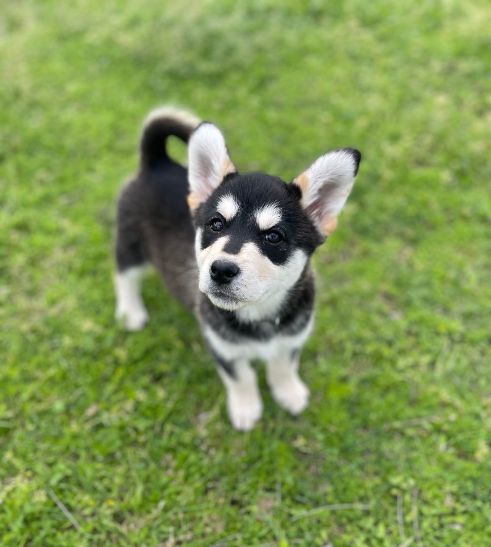 Luna, Adopted, Puppy Female Husky.