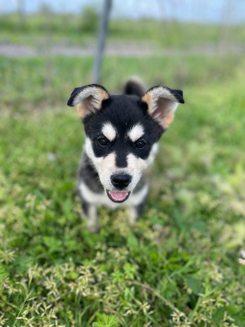 Enlarge Luna, a Adopted mixed breed in Bastrop, TX image 2/4