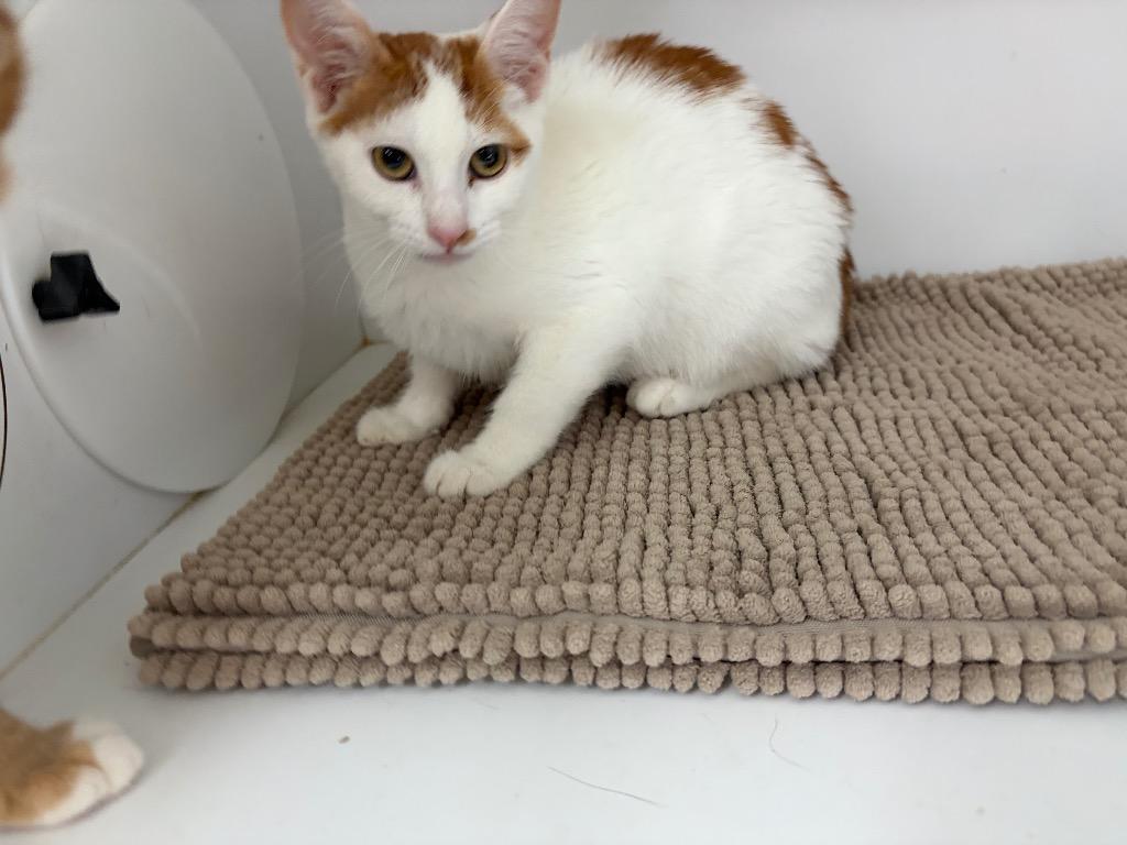 Tank, Adoptable, Kitten Male Domestic Short Hair.